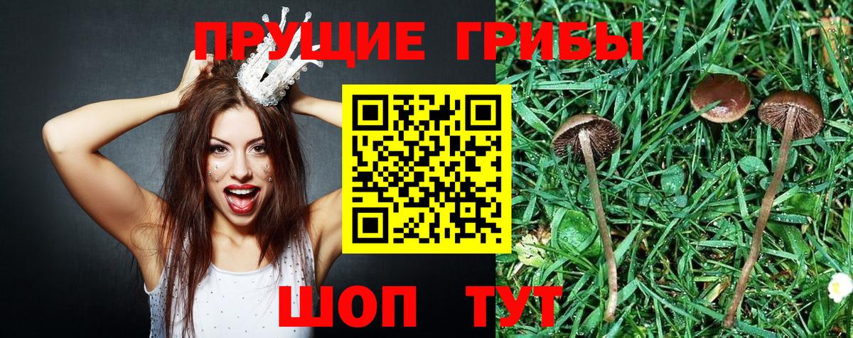Дивногорск  Псилоцибиновые грибы мицелий  Вход с VPN  Псилоцибиновые грибы мицелий 